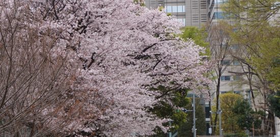 桜