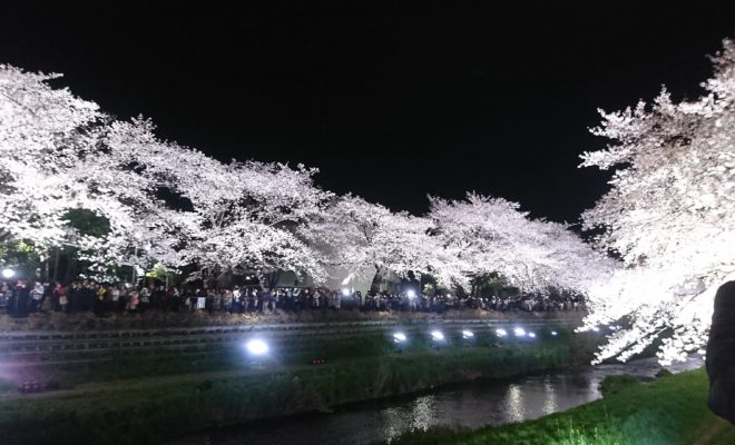 野川桜ライトアップ